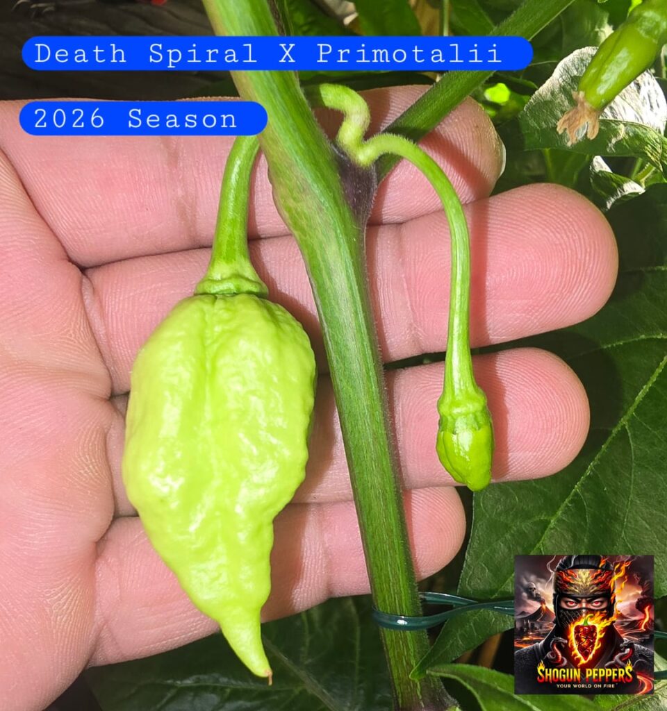 Death Spiral X Primotalii