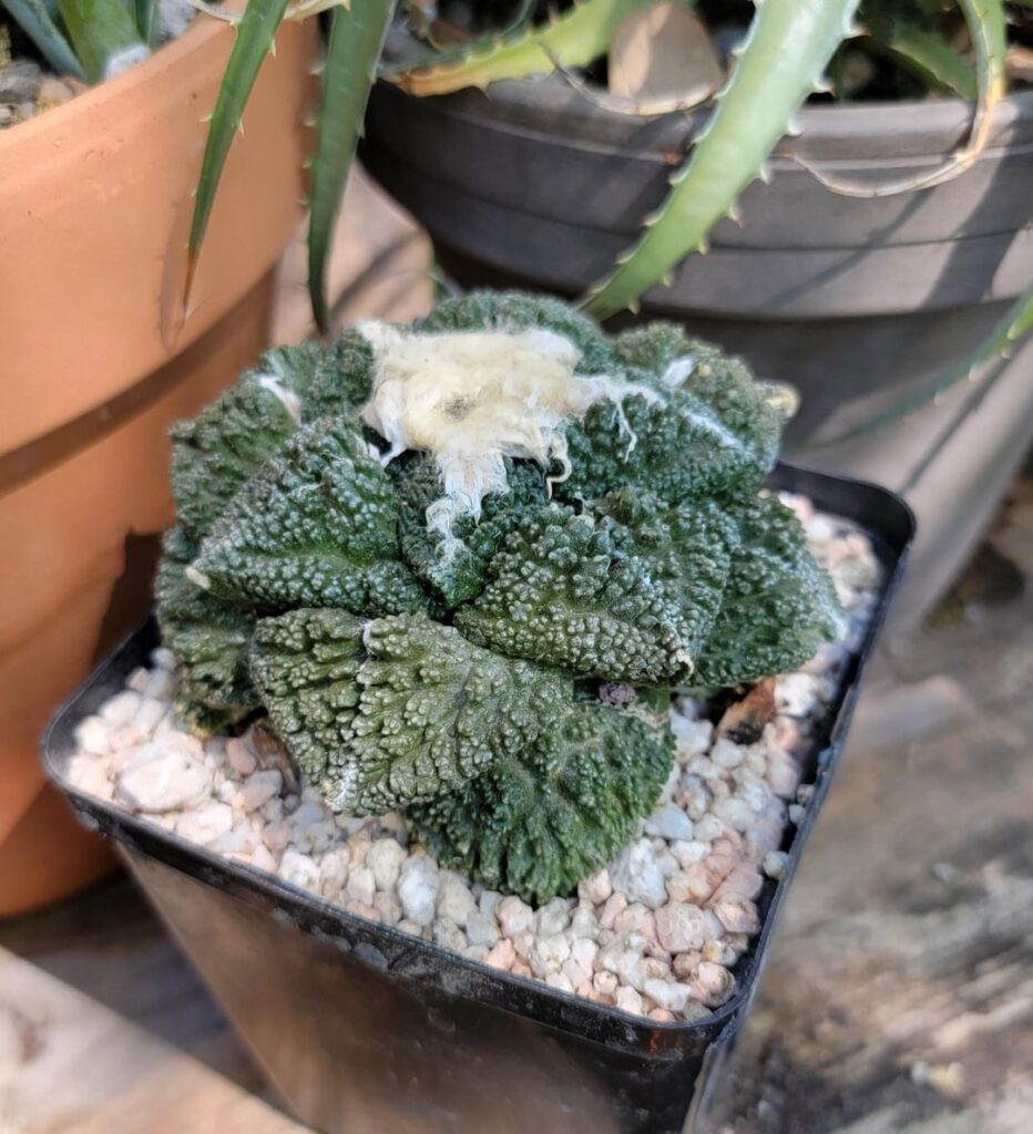 Got a couple bucket list plants today