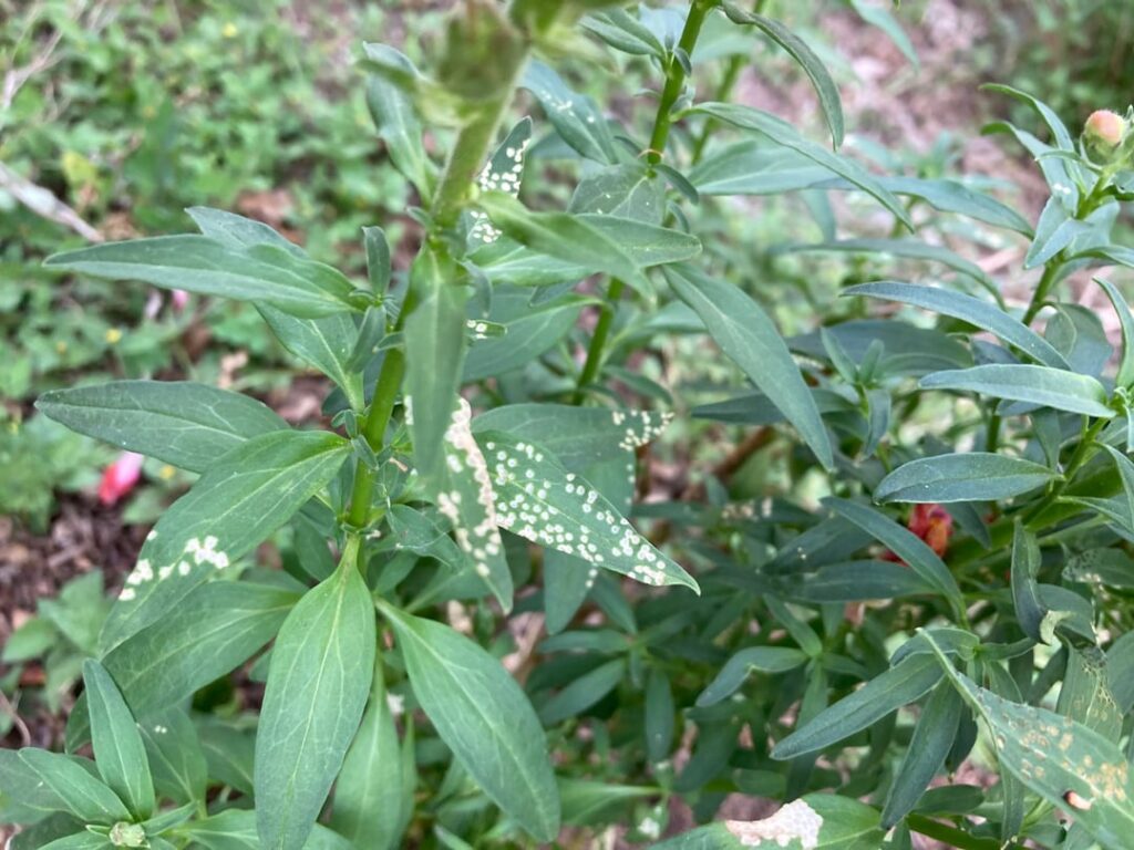 What’s happening to these snapdragon leaves?
