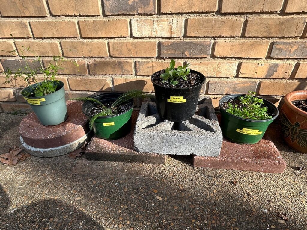 My 11yo son started a native container garden. My 11yo son started a native container garden.