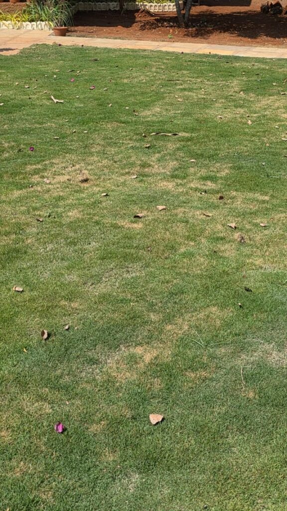 What is the Problem my Zoysia Matrella/ Korean Carpet Lawn Grass?