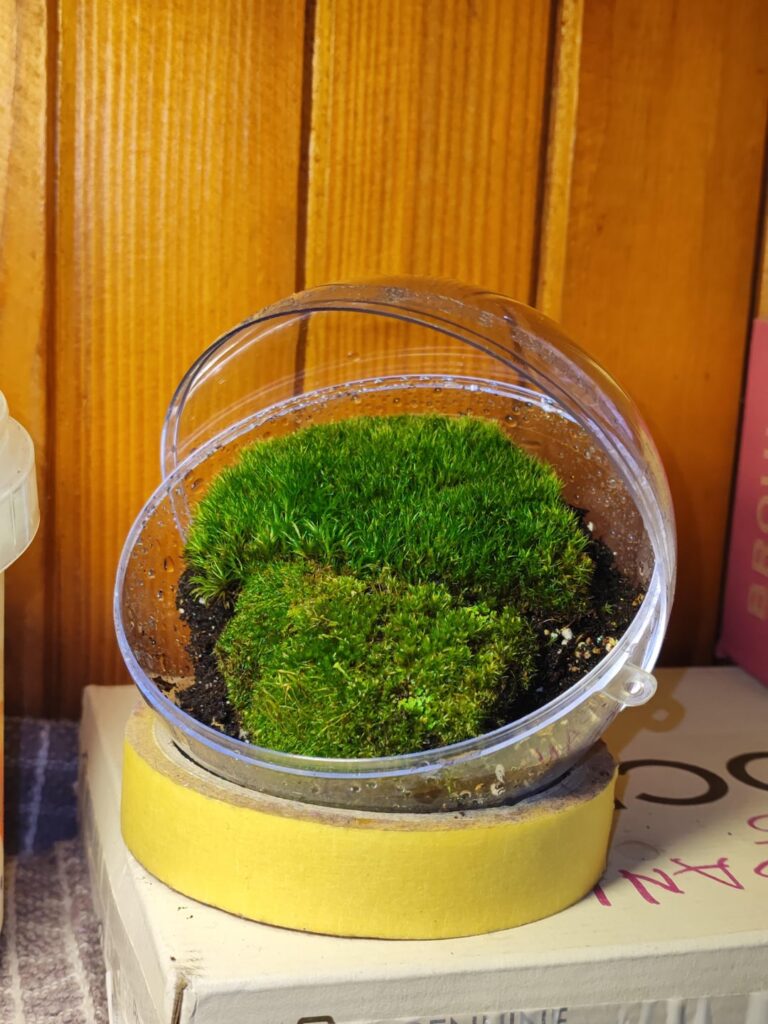 My first moss