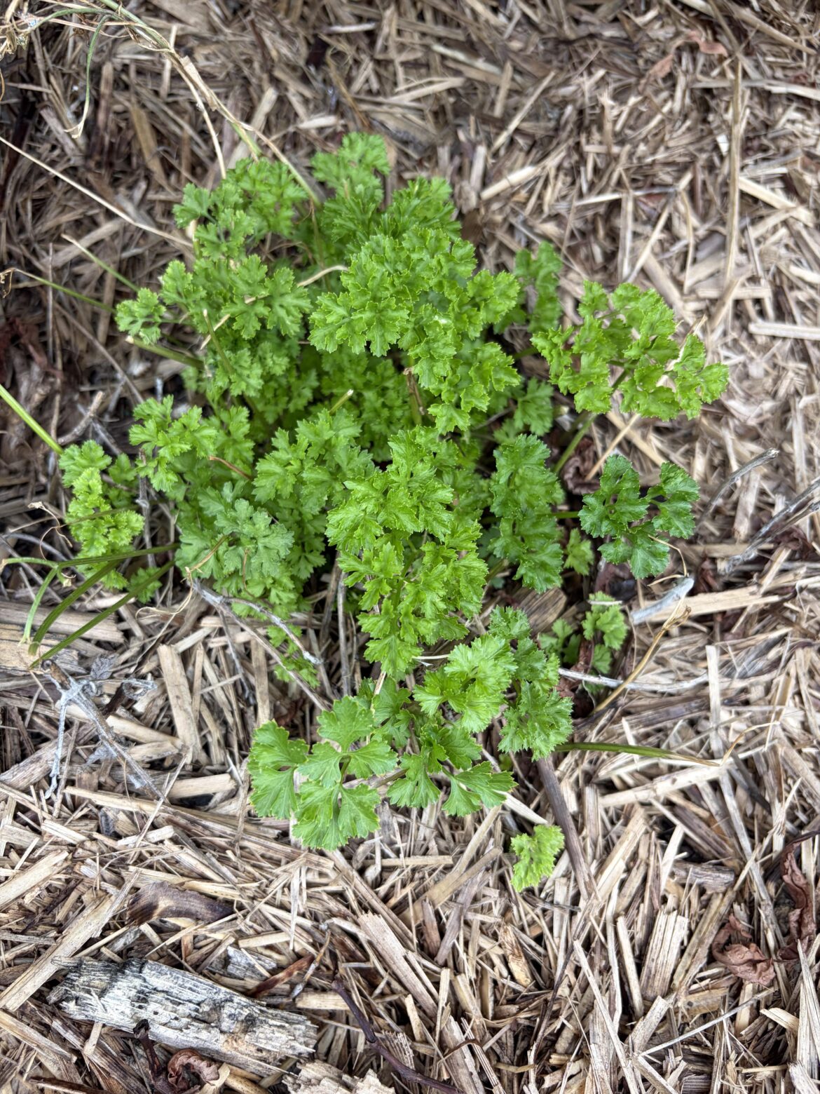 I think parsley might be my favourite herb. I love tabouli.