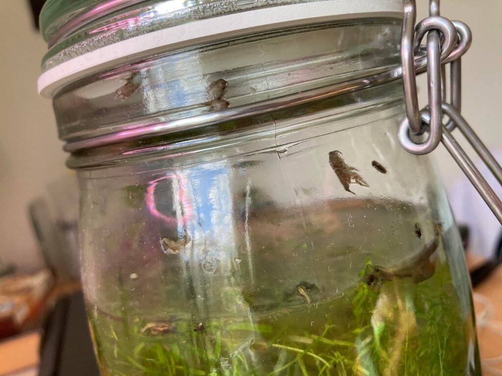 Why are all the water isopods leaving the water?? Why are all the water isopods leaving the water??