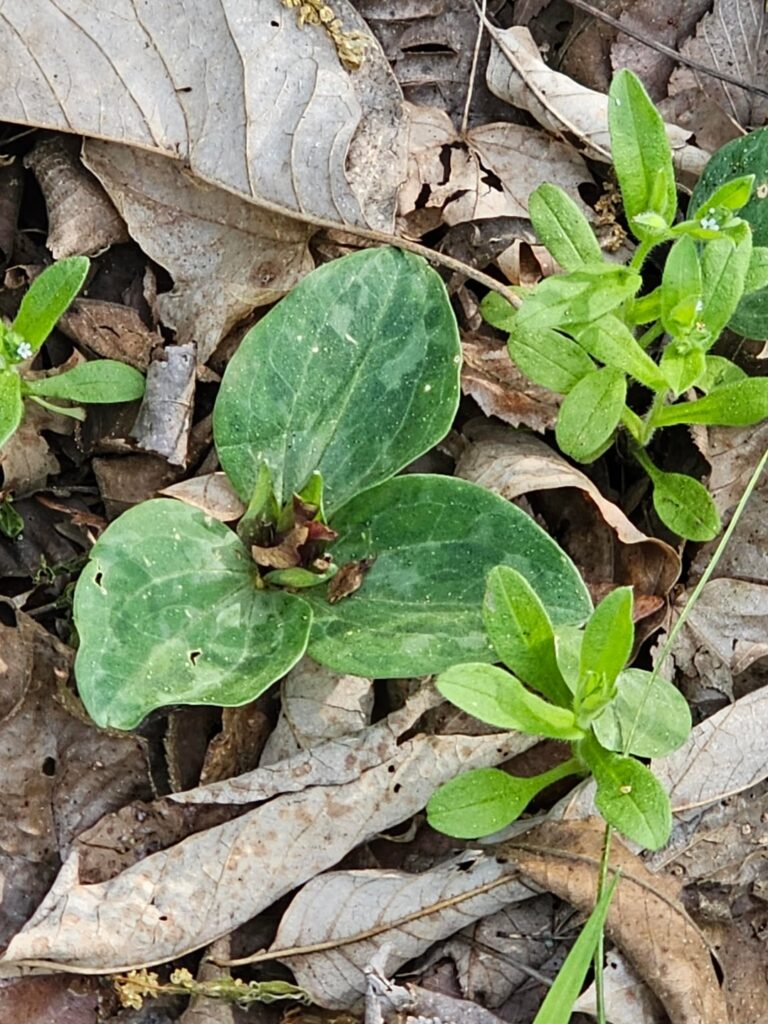 The rarest Trillium in the world, T. delicatum