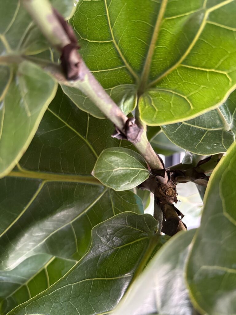 New leaf maybe finally?