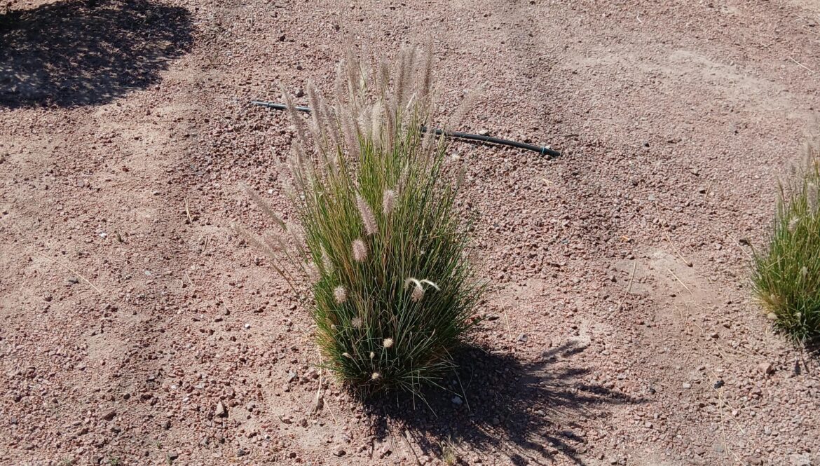 What kind of plant is this? Las Vegas, NV
