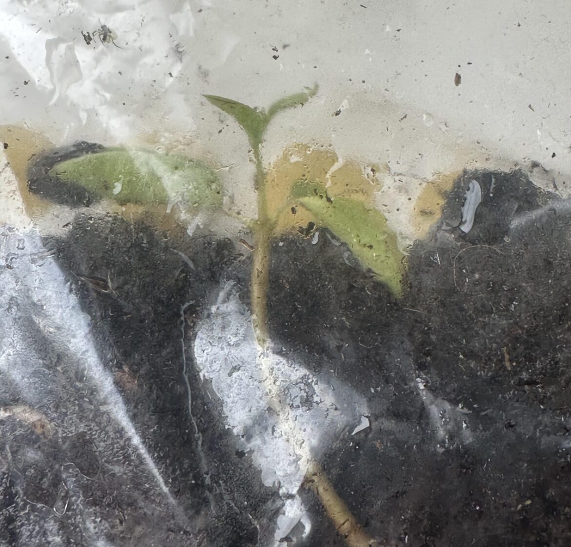 Kapok tree seedling survived 2 months in total darkness - How?