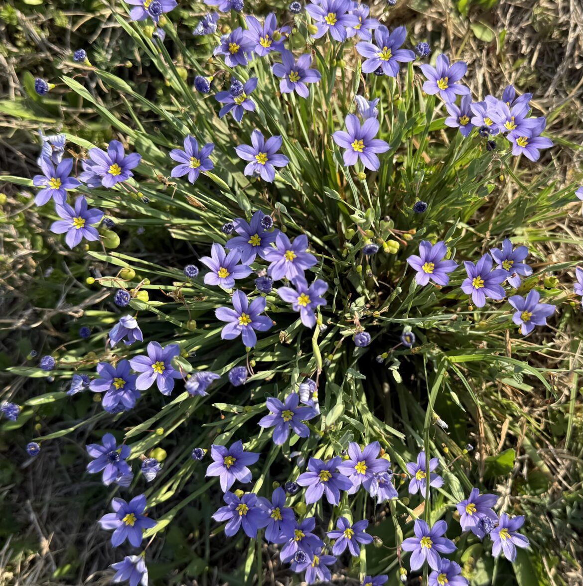 Blue eyed grass - can I transplant?