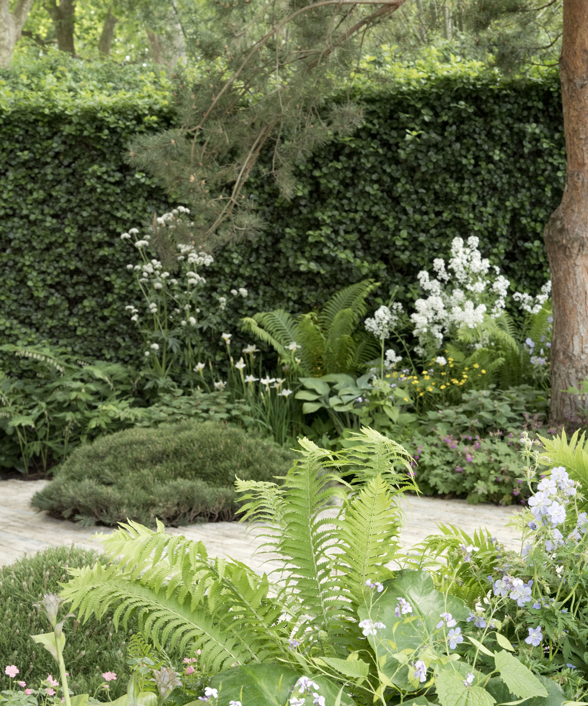 hedge and other screening plants