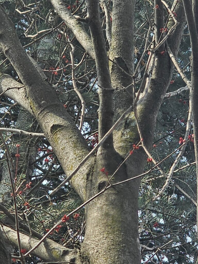 Tall tree with little red berries?