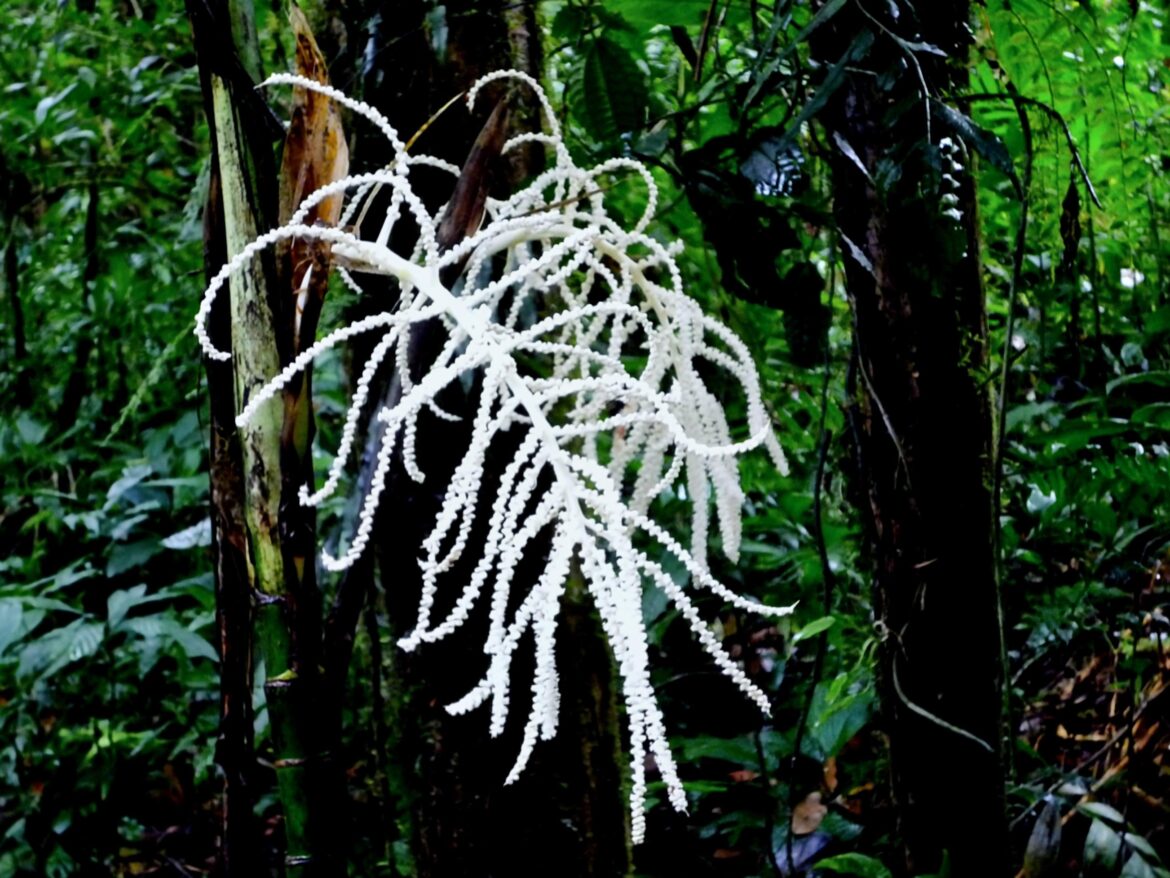 PACAYA (Chamaedorea tejepilote) [OC]