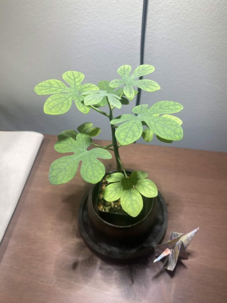 Adenia glauca repotting + growth check