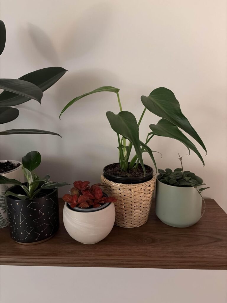 Burle Marx Flame Leaves Curling - Help!