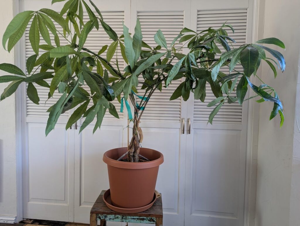 Plant trimming