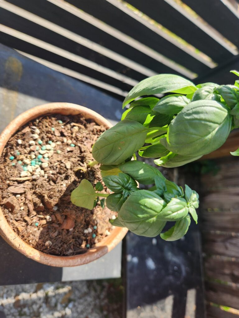 How do I save my basil How do I save my basil