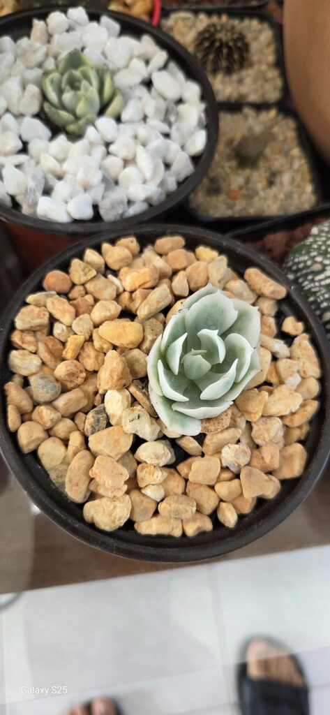 ID DE PLANTITAS RECIÉN COMPRADAS