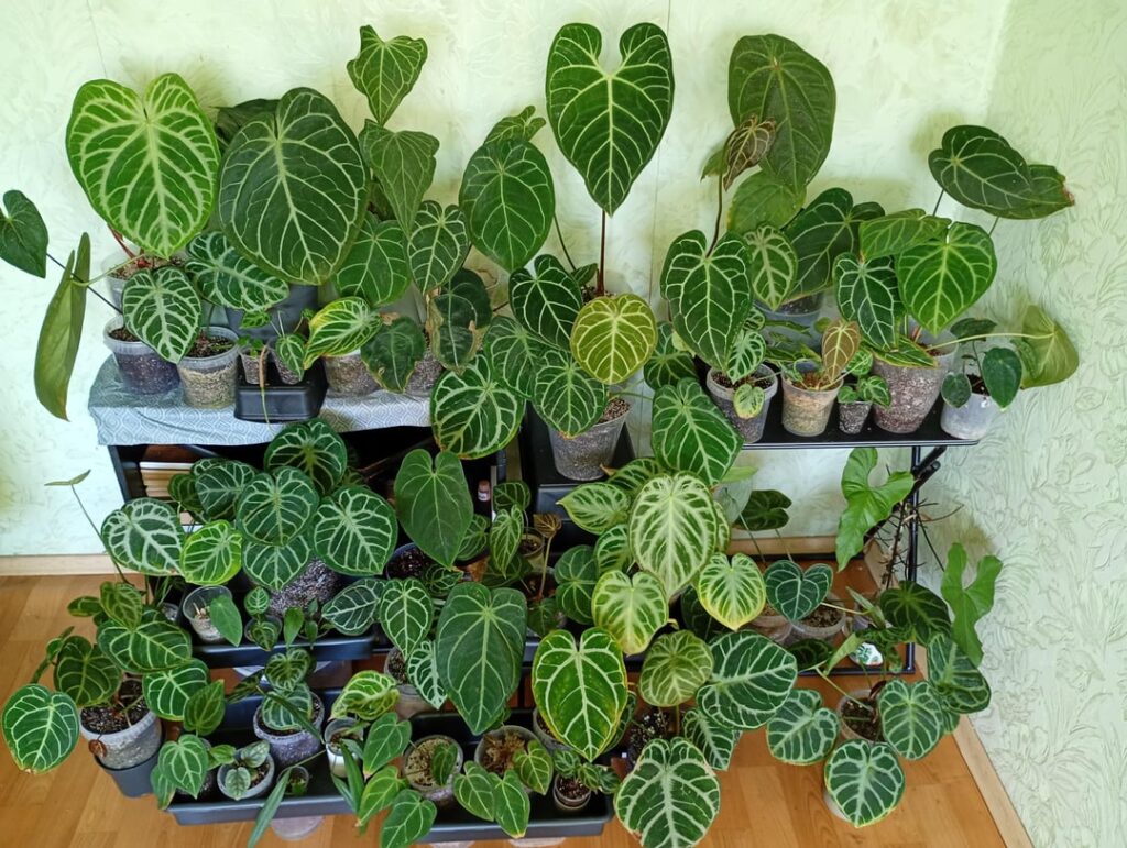 My Anthurium collection