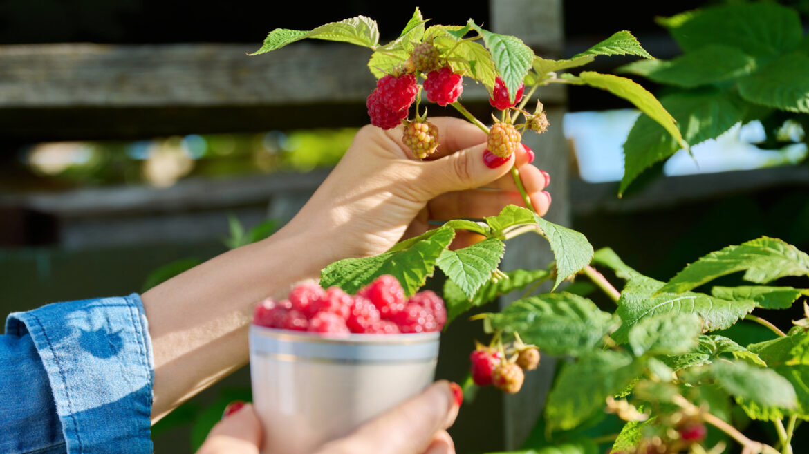13 Best Types Of Raspberries To Grow In Your Garden For A Delicious Harvest