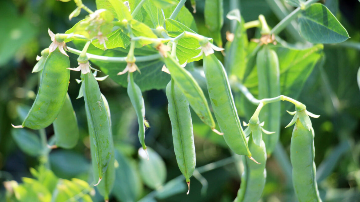 Peas Grow Quicker And More Uniformly In Your Garden When You Make This Step First