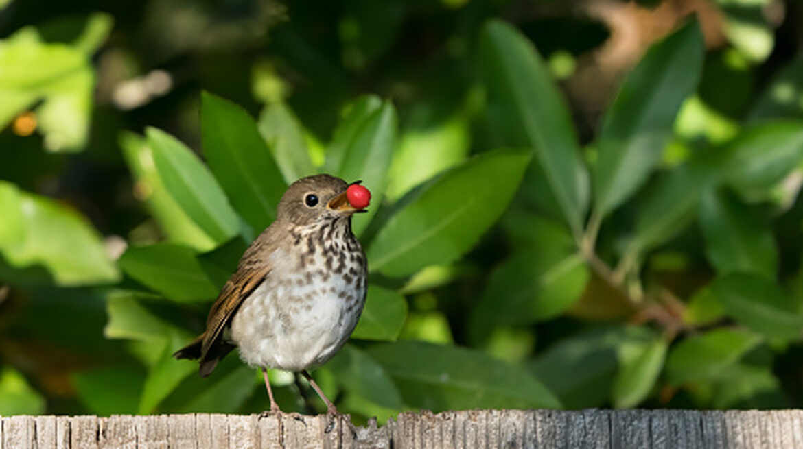 Get Your Yard Ready For Spring Birds With These Dollar Tree Essentials