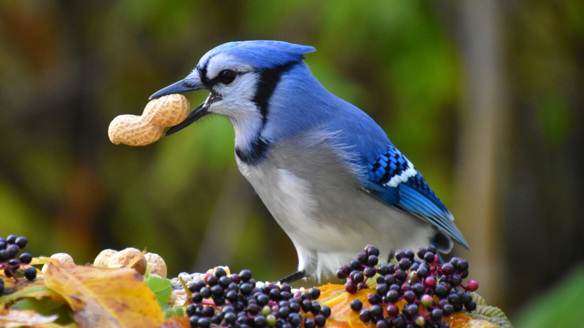 The Birdbath & Feeder Combo On Amazon That Has A Built-In Planter