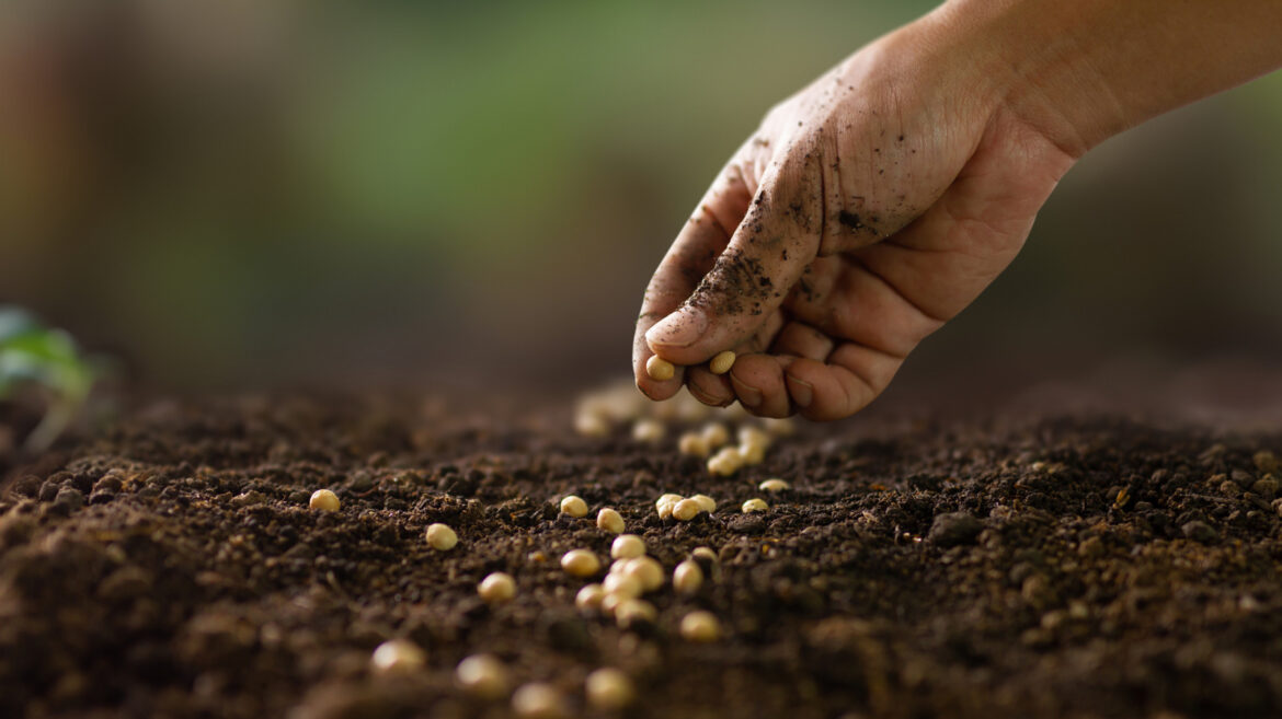 Still Buying Seeds For Your Vegetable Garden? Check Out Local Libraries Instead — Here’s Why Still Buying Seeds For Your Vegetable Garden? Check Out Local Libraries Instead — Here's Why