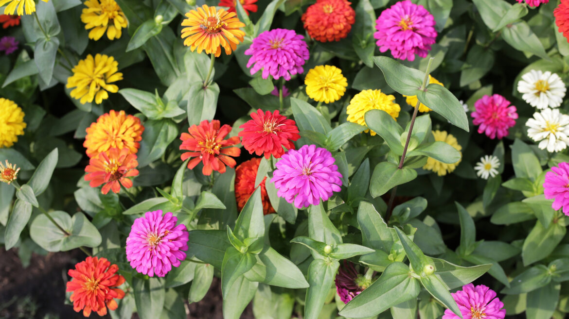 The Award-Winning Zinnia Variety That's Perfect For Low-Maintenance Gardens