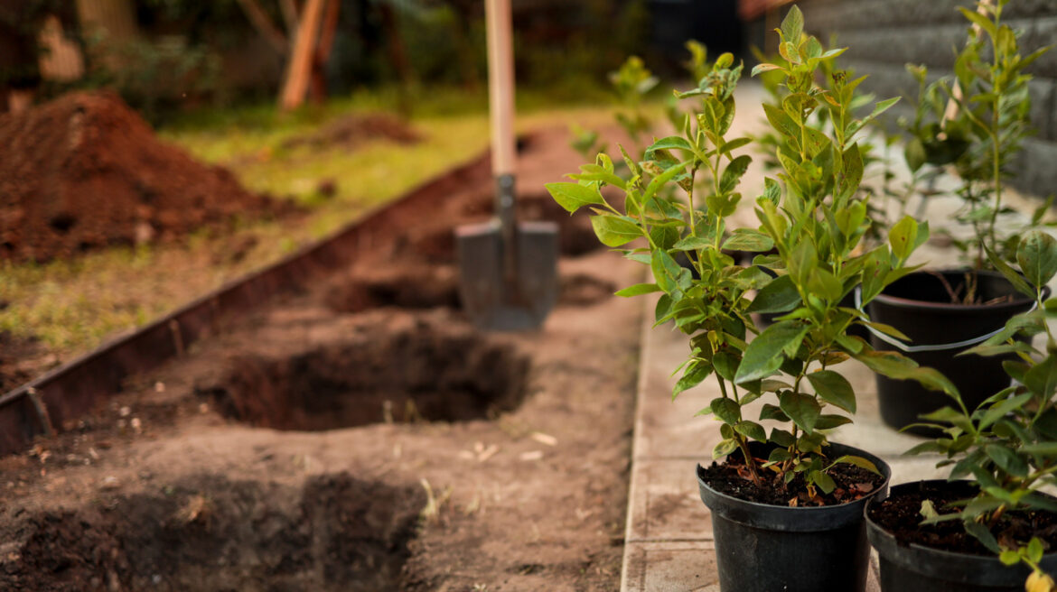 The Best Time To Plant Blueberries For A Flourishing Garden The Best Time To Plant Blueberries For A Flourishing Garden