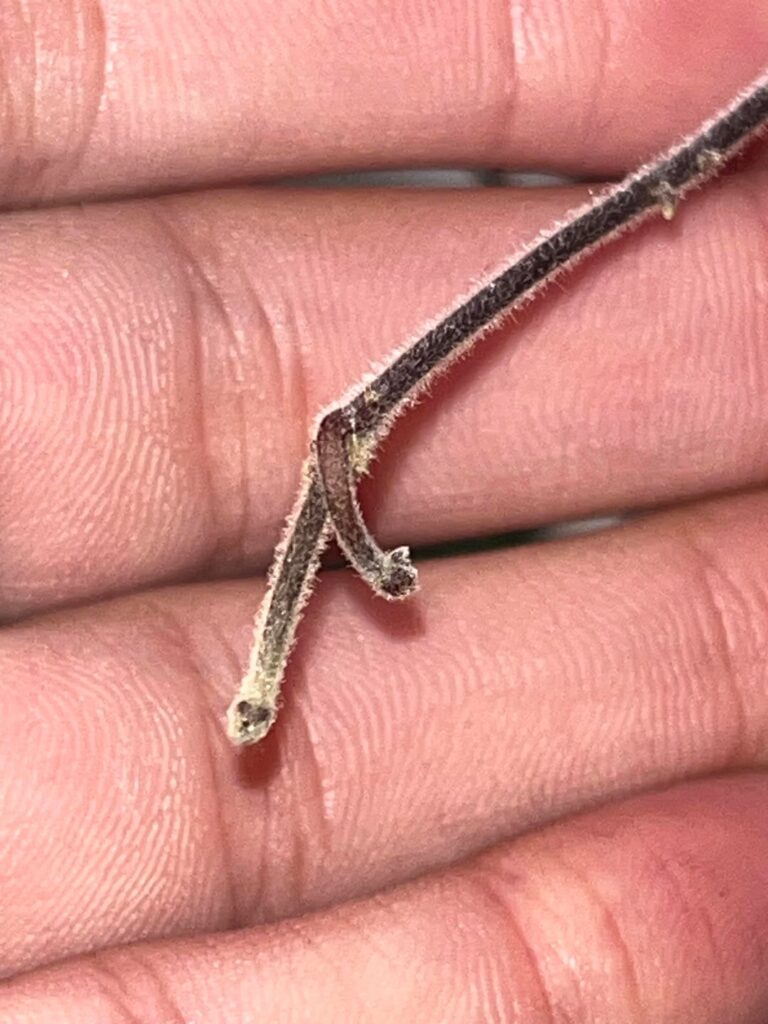 are these peduncles?