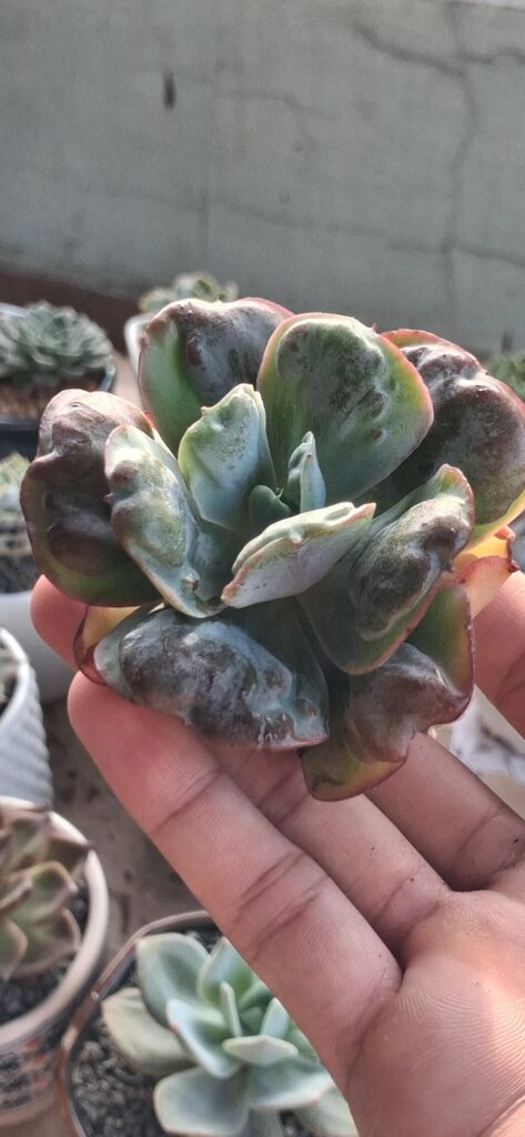 New echeverias!