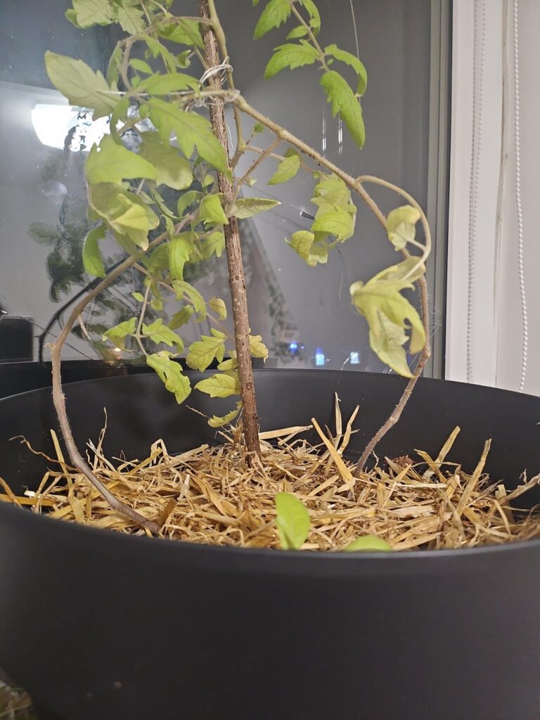 Indoor Tomato plant light recommendation needed HELP!