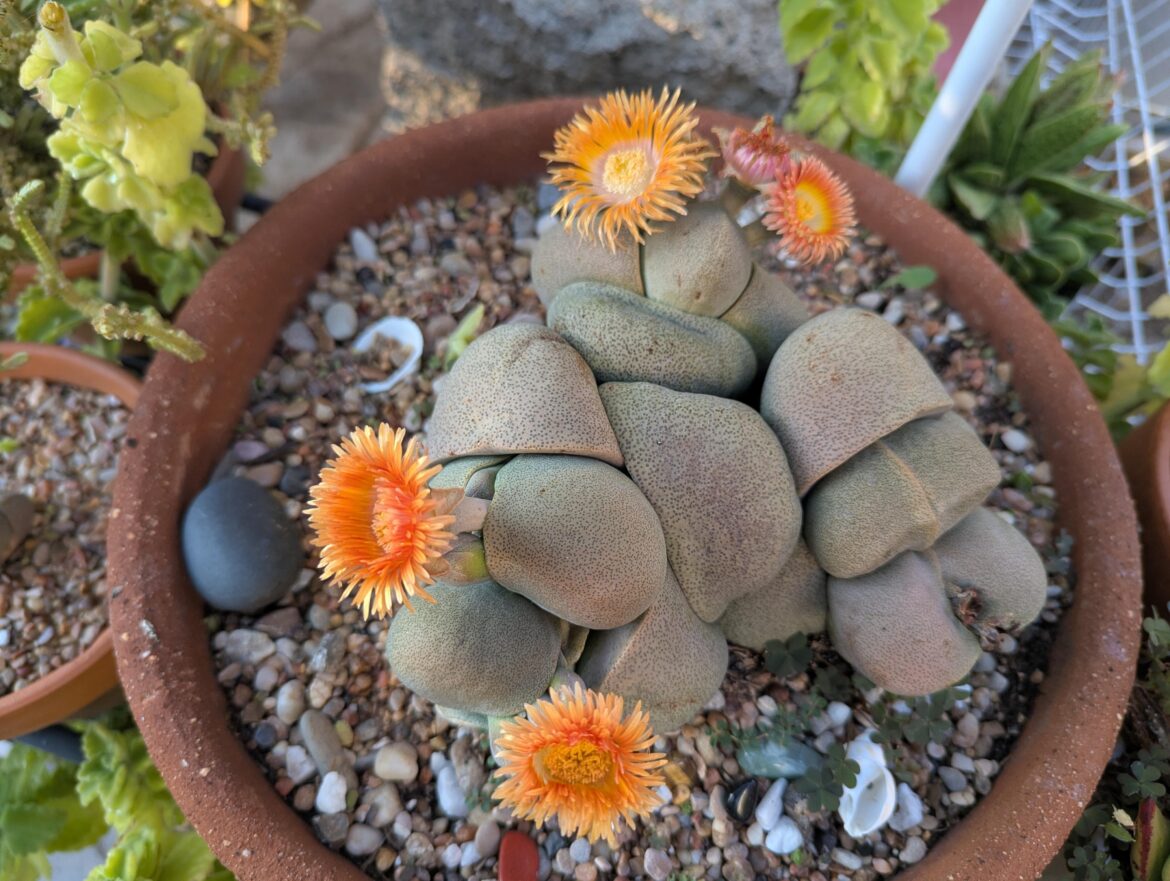 Big split rock cluster