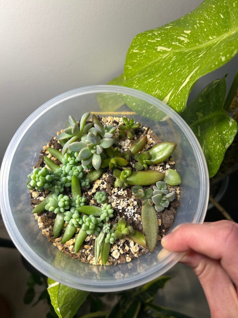 They b growin