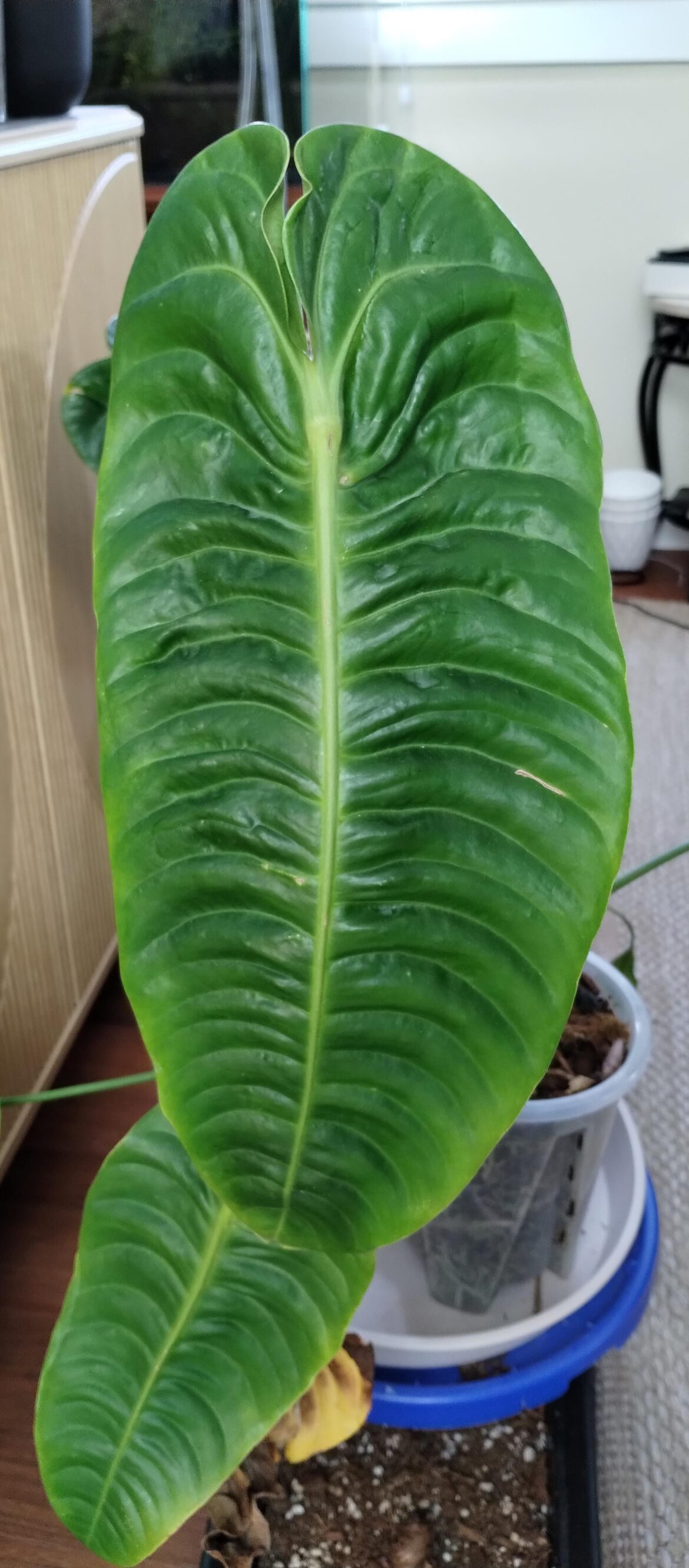 Copper deficiency on Anthurium veitchii