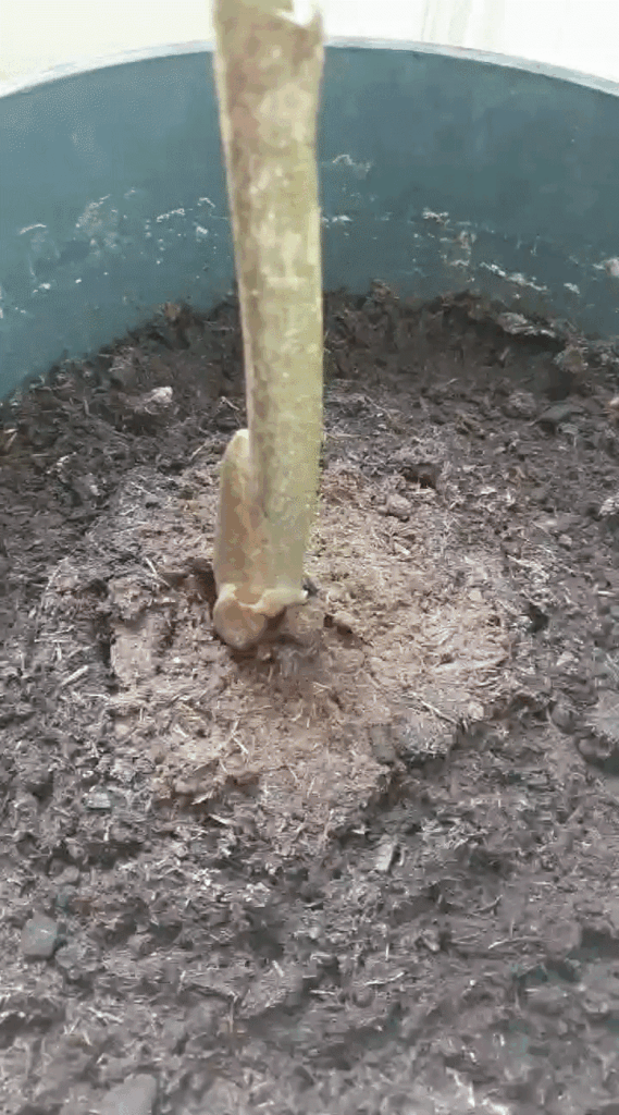 Titan Arum - Are we right in suspecting a flower this year?