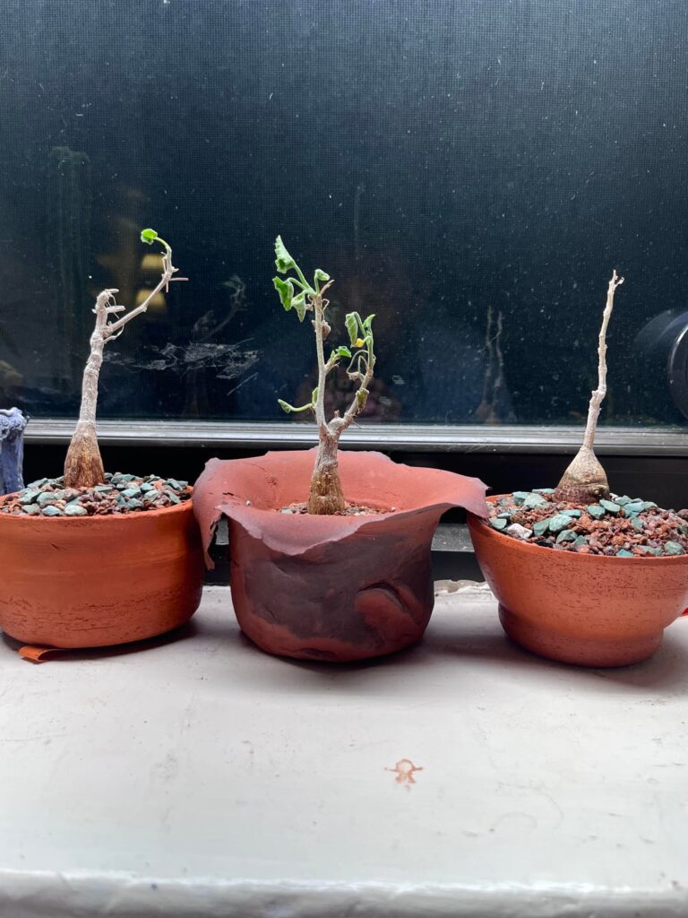 Three new additions! any tips?