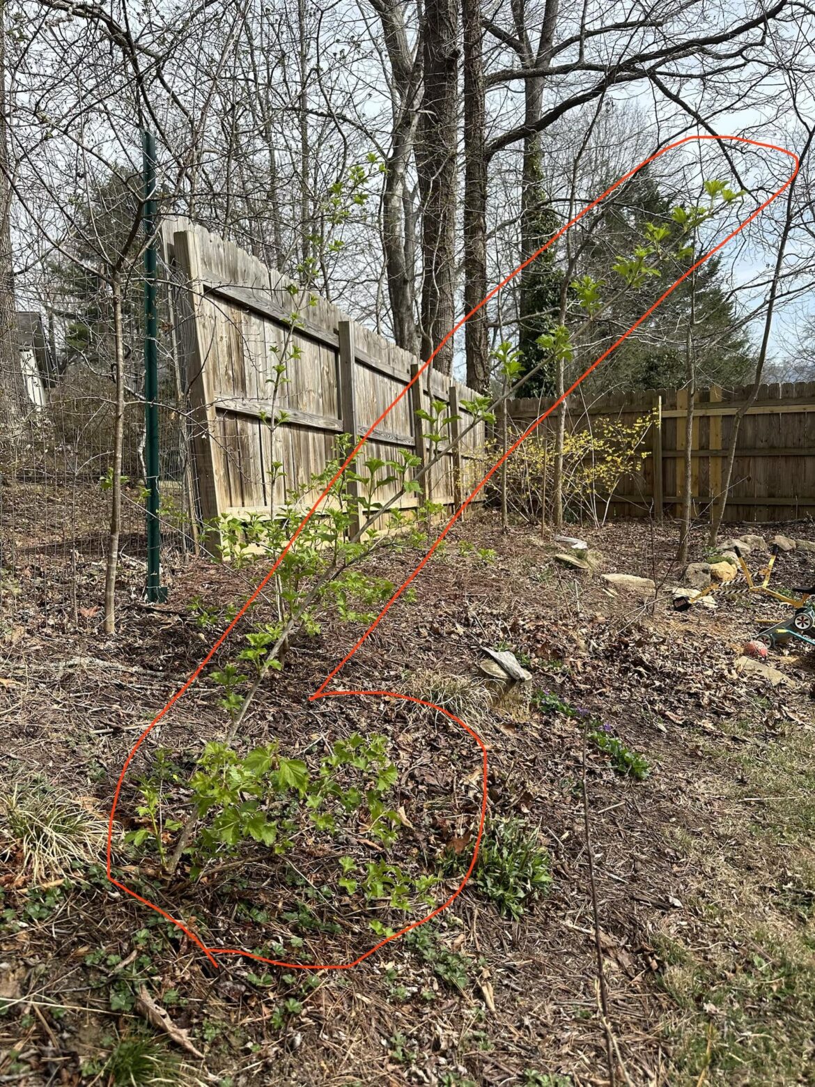 Viburnum trilobum (highbush cranberry) pruning?