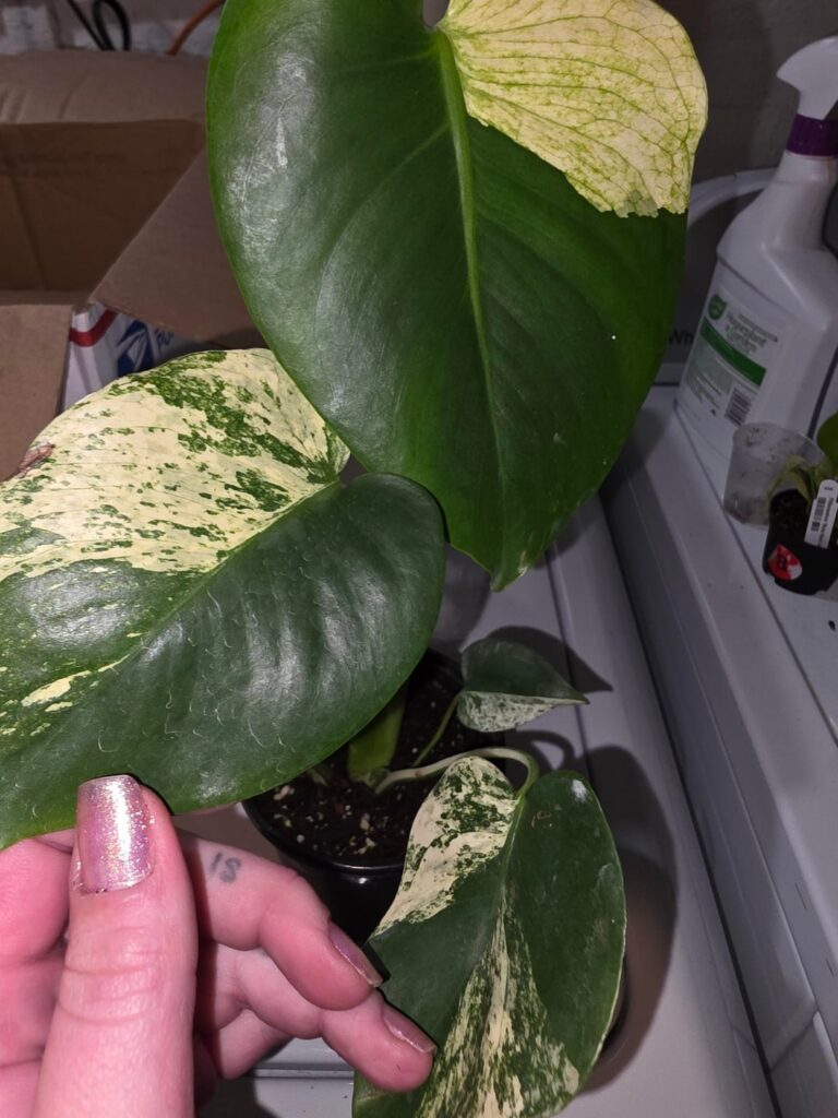 What kind of Monstera is this?