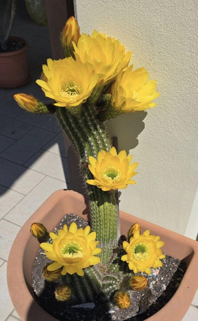 I like the bloom of my sexycacti