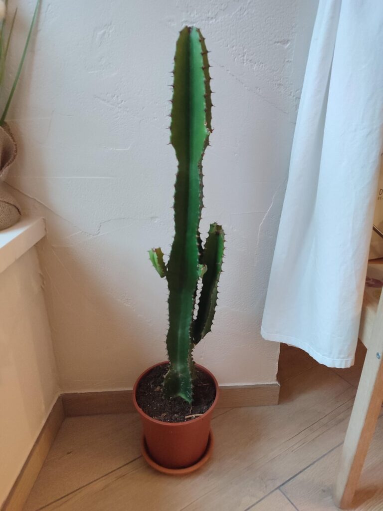 Finally got my first one! It was just labelled as Euphorbia, but which exactly?