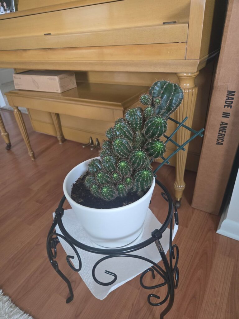 My grandma's cactus scares me..