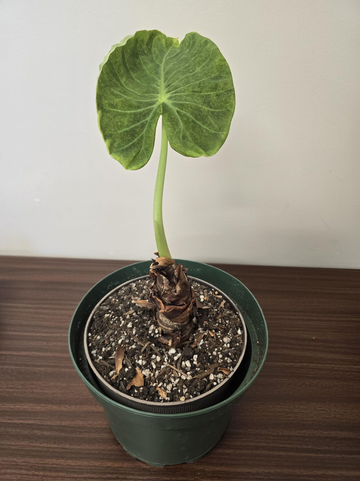 Rescued this Alocasia from a coworker. How can I help it?