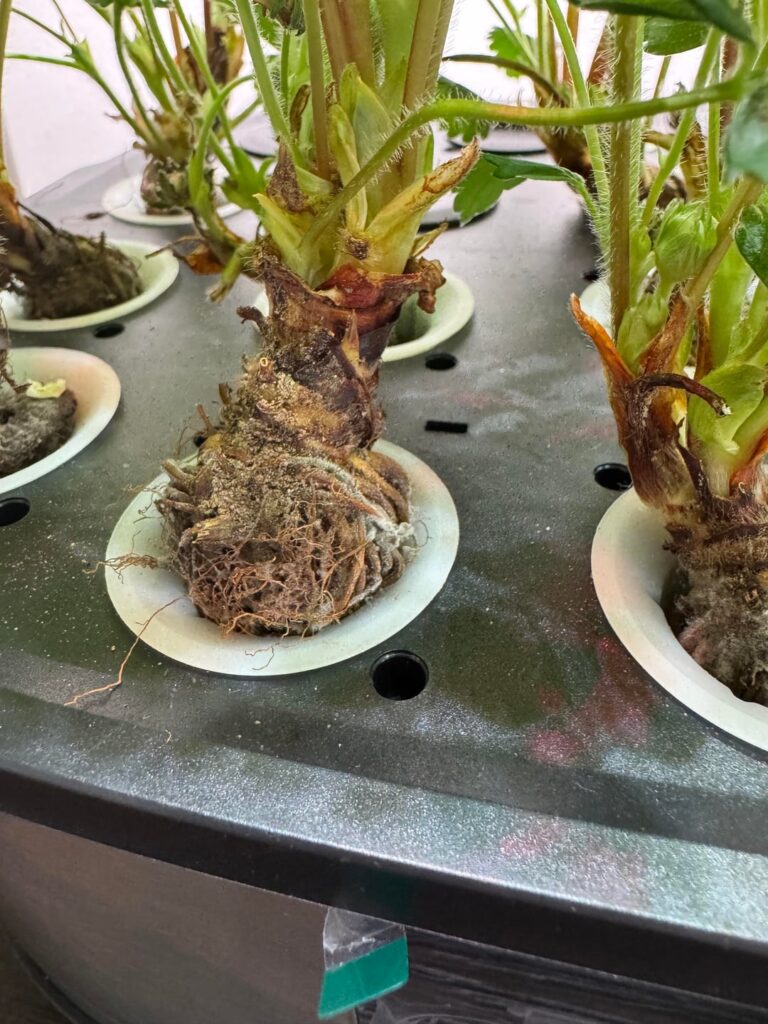 Mold
