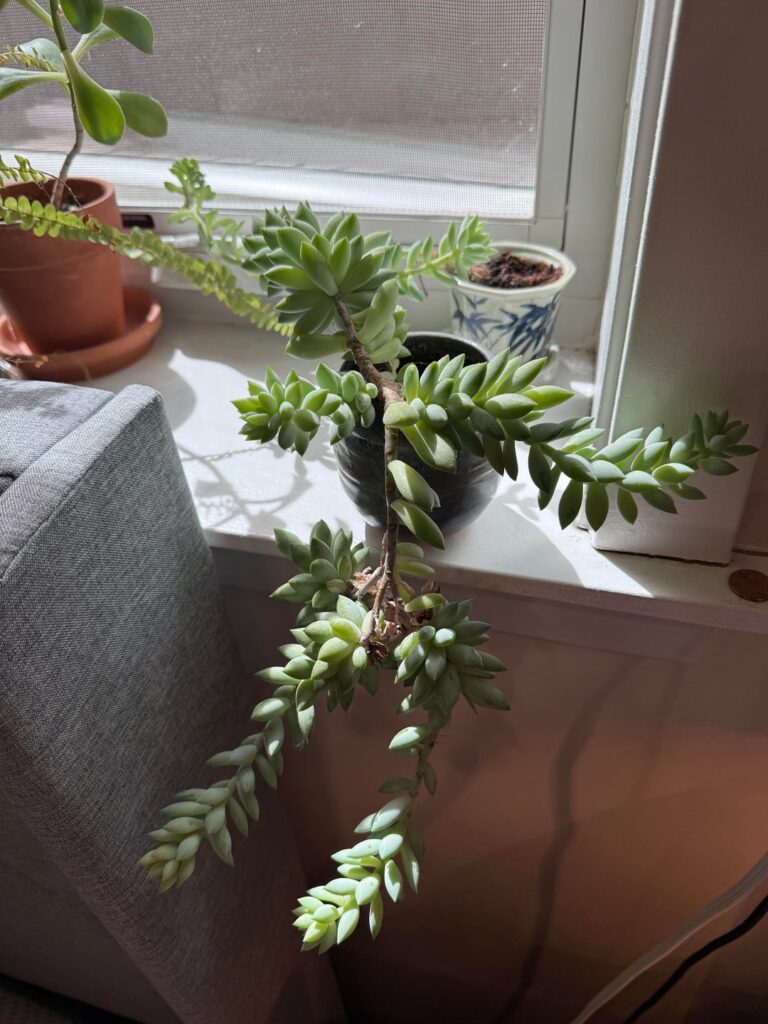 At a loss as to what to do with this small behemoth At a loss as to what to do with this small behemoth