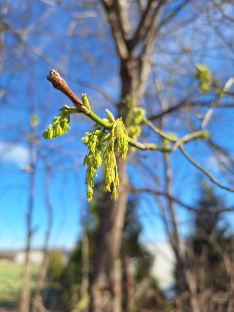 Boxelder Boxelder