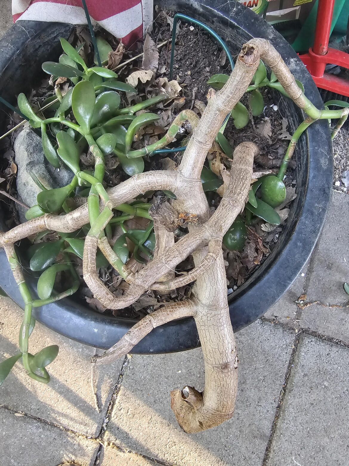 Jade Propogation Help Jade Propogation Help