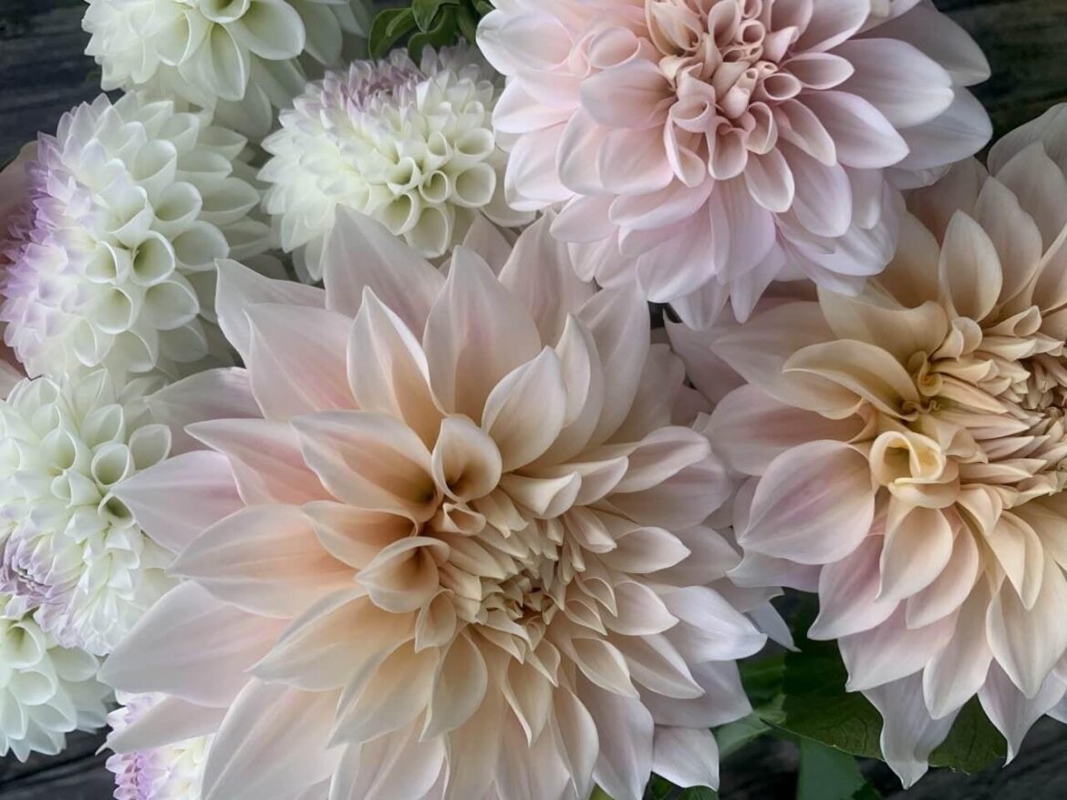 Dahlia Sale Open Now!