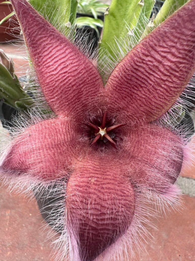 The baby had a baby flower 🫃🏻🌵🌺