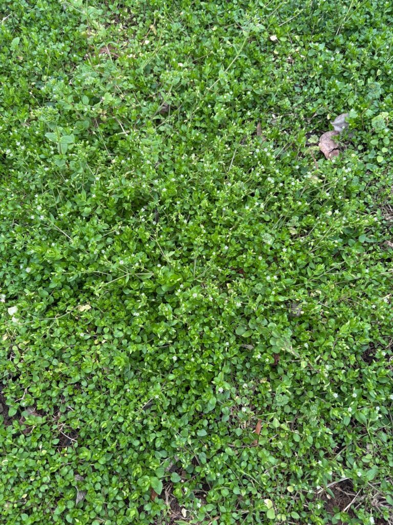 ID help!